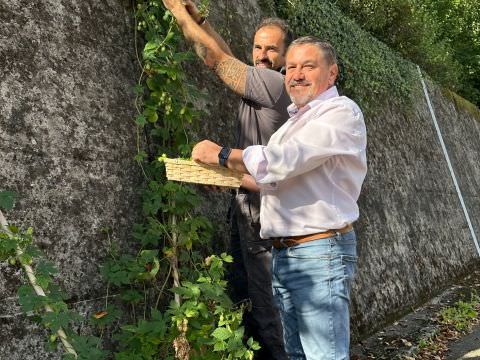 Rémelfing 1ère récolte de houblon...