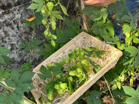 Rémelfing 1ère récolte de houblon...