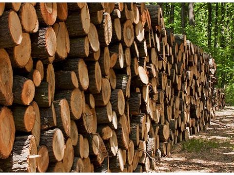 Lots de bois Lots de bois