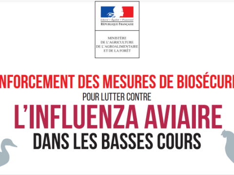 Influenza aviaire: les poules doivent être confinées Influenza aviaire: les poules doivent être confinées