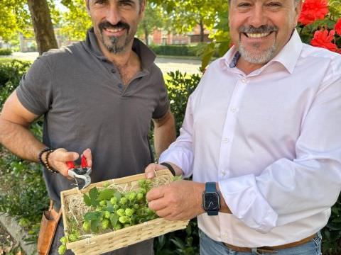 1ère récolte de houblon...