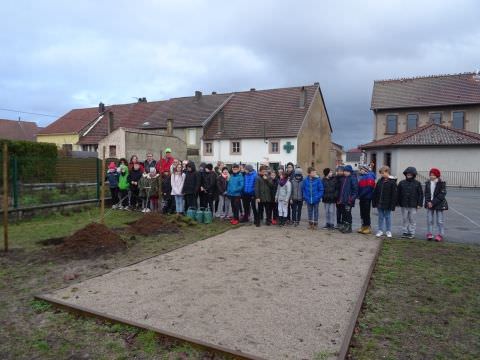 Rémelfing Plantation de pommiers à l'école élémentaire par le syndicat des arboriculteurs