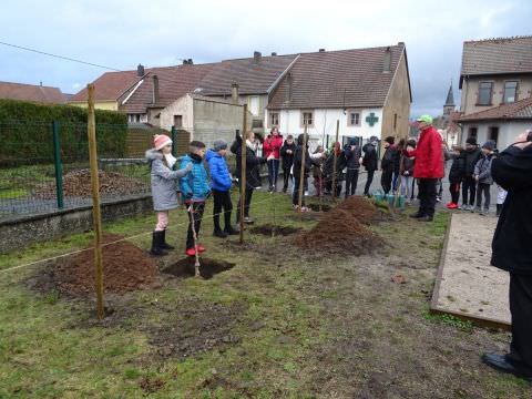 Rémelfing Plantation de pommiers à l'école élémentaire par le syndicat des arboriculteurs