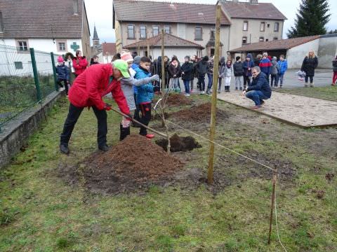 Rémelfing Plantation de pommiers à l'école élémentaire par le syndicat des arboriculteurs