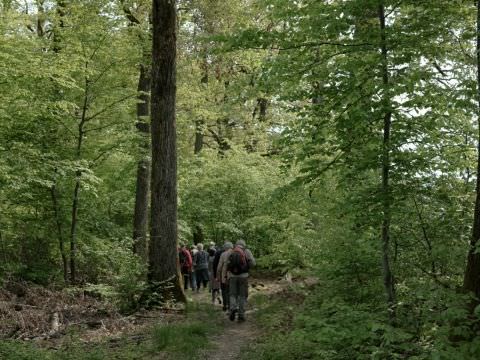 Rémelfing 28 ème Marche du Muguet : 1er Mai