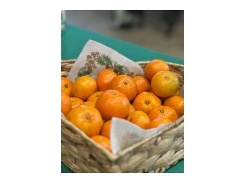 Rémelfing Décoration des sapins par nos écoliers