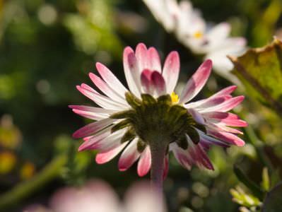 Fleurs des champs