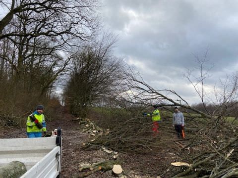 Rémelfing Divers travaux d'élagage et d'abattage