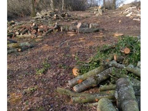 Rémelfing Divers travaux d'élagage et d'abattage