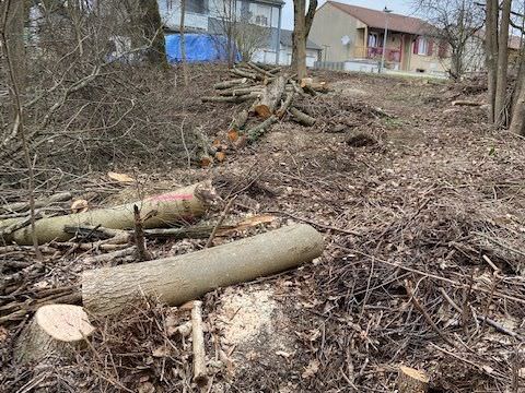 Rémelfing Divers travaux d'élagage et d'abattage