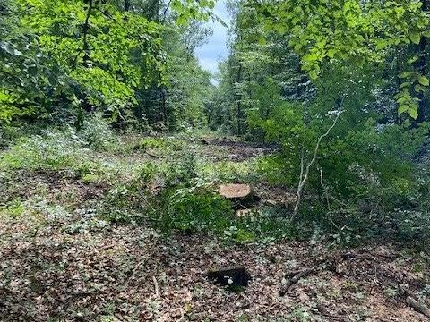 Rémelfing Créationd'un nouveau chemin d'exploitation forestière dans la forêt du Grand Freiwald