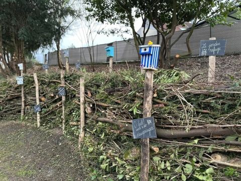 Rémelfing Élagage rue de la Paix et création d' un nouveau "Jardin refuge"