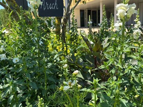Rémelfing Céation d'un nouveau jardin "Le platt pour les nuls"
