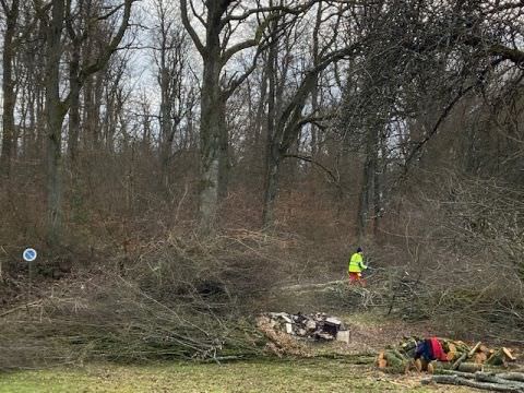 Divers travaux d'élagage et d'abattage Rémelfing