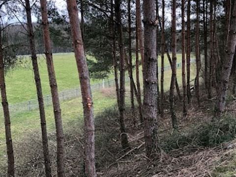 ELAGAGE DU TALUS AU TERRAIN DE FOOT Rémelfing