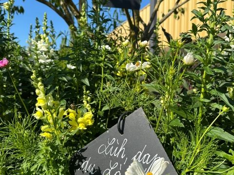 Céation d'un nouveau jardin "Le platt pour les nuls" Rémelfing
