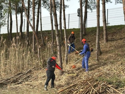 Travaux d'élagage autour du stade d'honneur Rémelfing